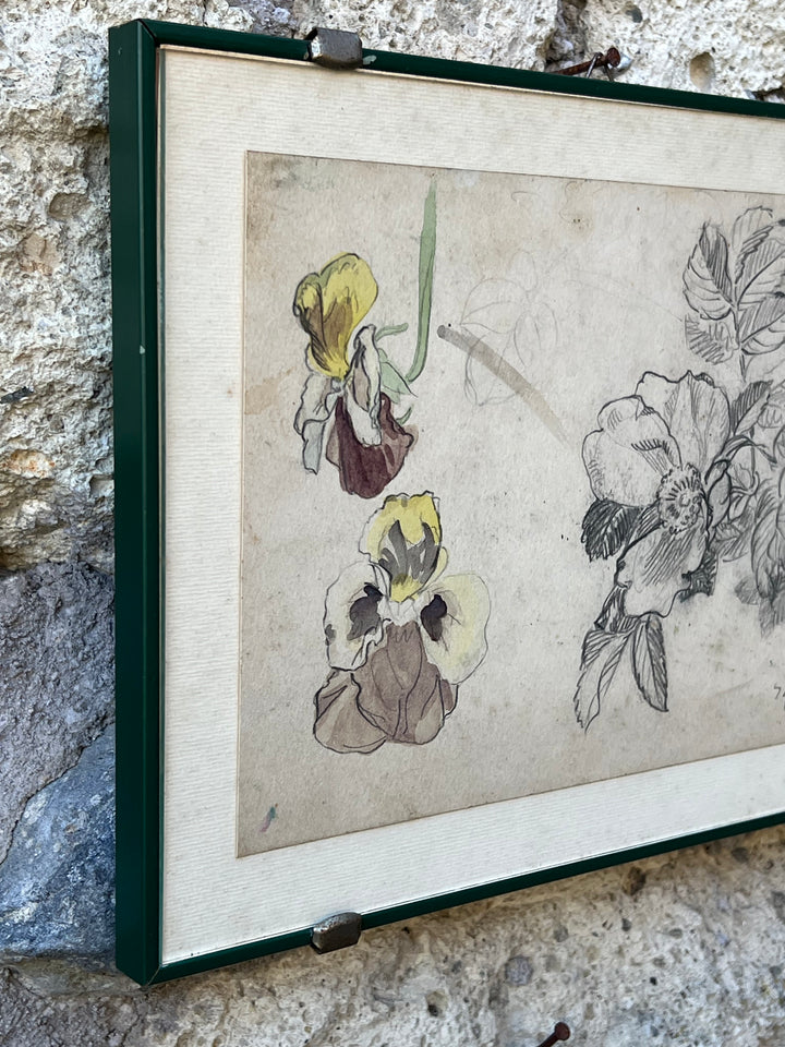 Disegno Acquarellato di Viole – Studio Botanico su Carta Antica
