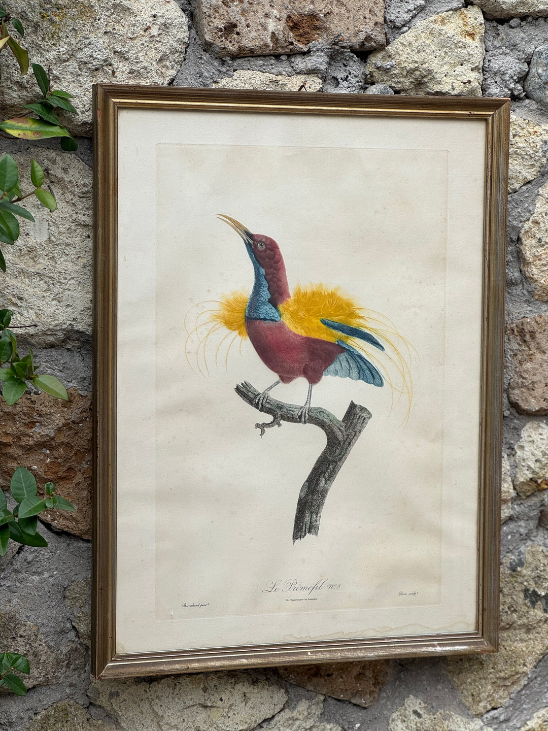 Set di 4 incisioni naturalistiche con uccelli esotici Barraband