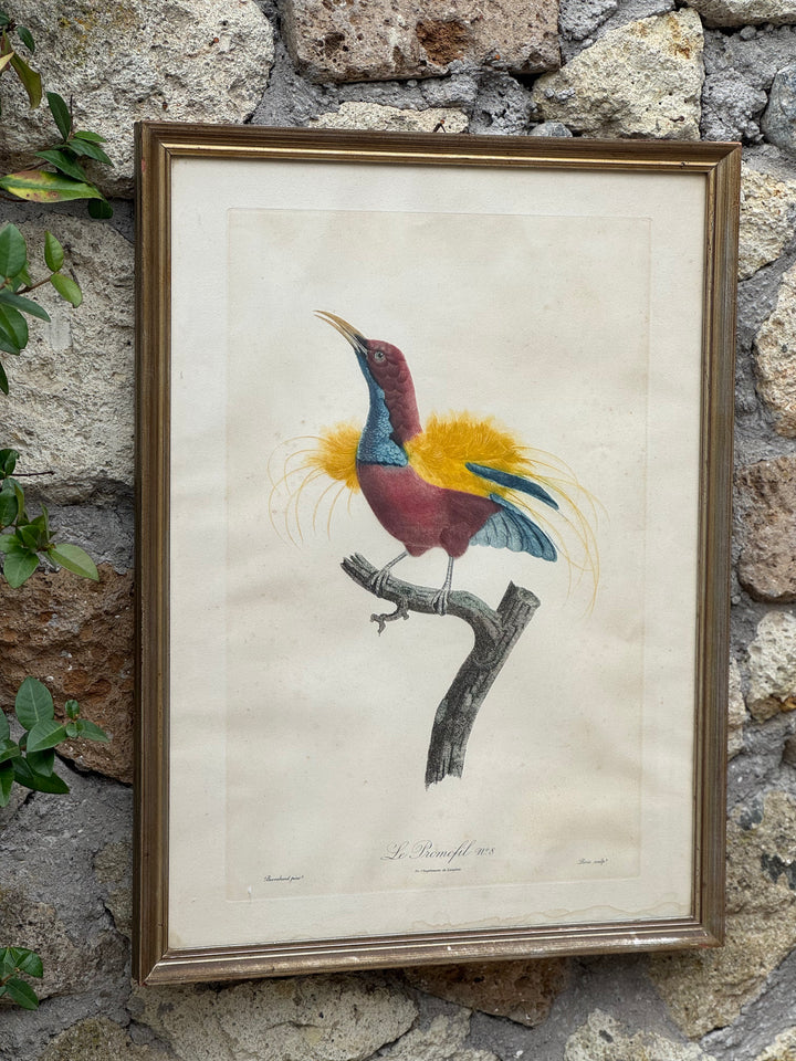 Set di 4 incisioni naturalistiche con uccelli esotici Barraband
