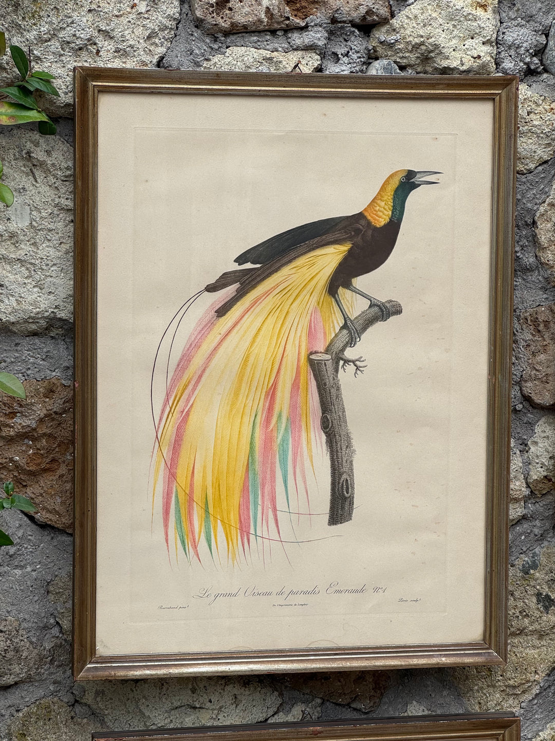 Set di 4 incisioni naturalistiche con uccelli esotici Barraband
