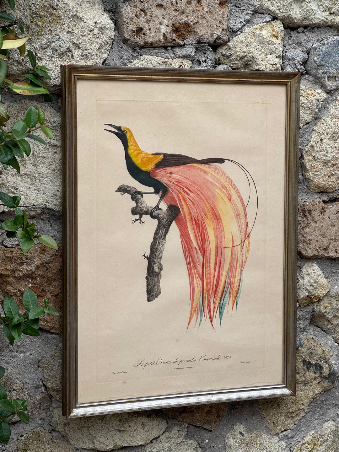 Set di 4 incisioni naturalistiche con uccelli esotici Barraband