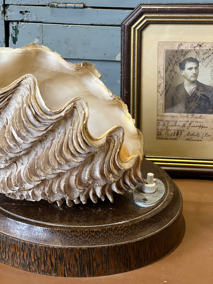 Lampada da tavolo realizzata con conchiglia naturale montata su una solida base in legno. Pezzo unico dal fascino marino, ideale per arredare ambienti in stile coastal, boho o rustico. Interruttore manuale situato sulla base e funzionante.

Misure 18x12x13 cm Altezza 17 cm Diametro base 19 cm&nbsp;

Un oggetto dal forte carattere decorativo, perfetto per dare un tocco di originalità a una casa al mare o una ambiente rilassante e naturale.