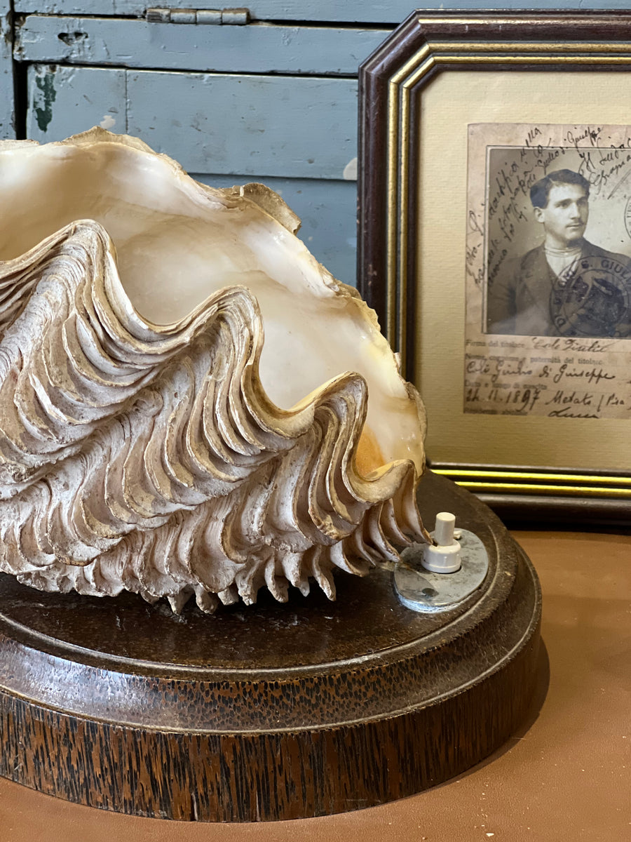 Lampada da tavolo realizzata con conchiglia naturale montata su una solida base in legno. Pezzo unico dal fascino marino, ideale per arredare ambienti in stile coastal, boho o rustico. Interruttore manuale situato sulla base e funzionante.

Misure 18x12x13 cm Altezza 17 cm Diametro base 19 cm&nbsp;

Un oggetto dal forte carattere decorativo, perfetto per dare un tocco di originalità a una casa al mare o una ambiente rilassante e naturale.
