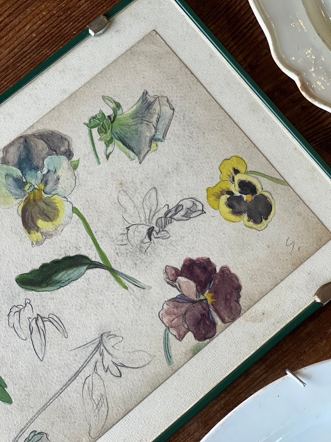Disegno botanico vintage di viole del pensiero acquarellate e a matita su fondo neutro, in cornice con vetro