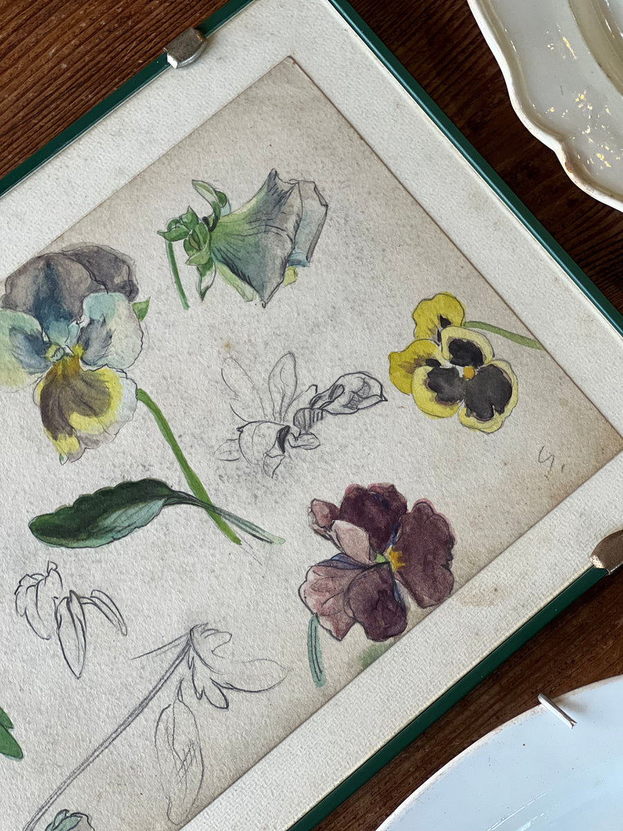 Disegno botanico vintage di viole del pensiero acquarellate e a matita su fondo neutro, in cornice con vetro