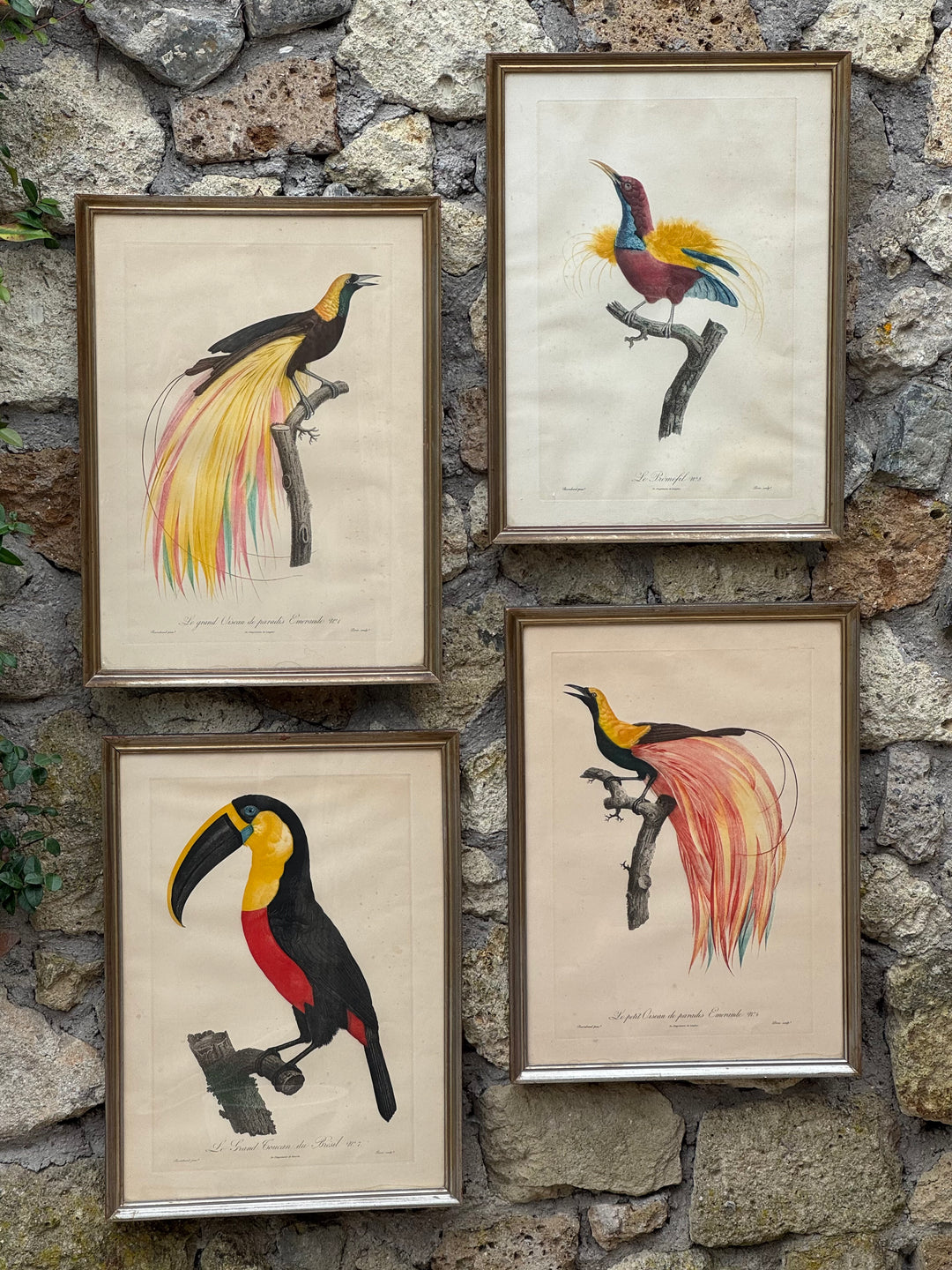Incisione naturalistica con uccello del paradiso stile Barraband in cornice dorata vintage