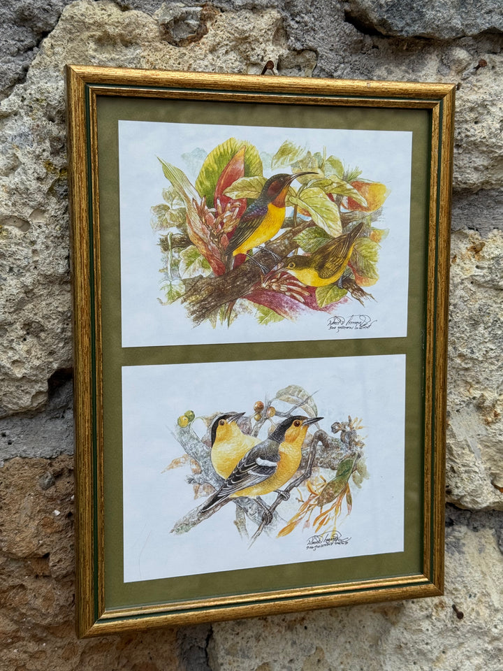 Stampe ornitologiche vintage con cornice dorata