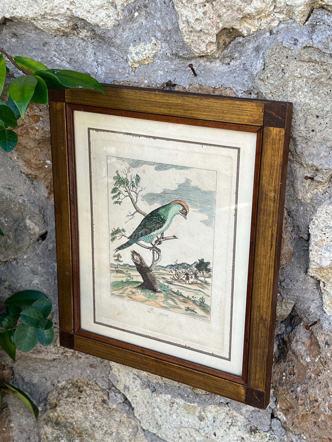 Stampa antica raffigurante un picchio con cornice in legno su fondo rustico