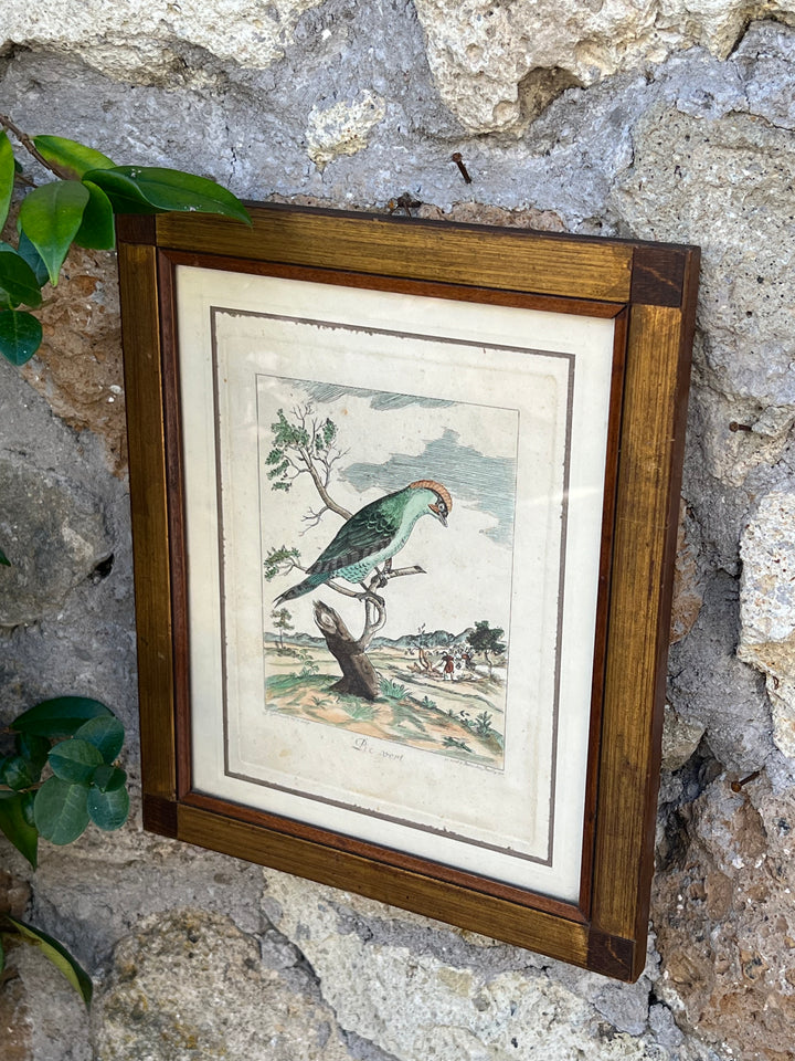 Stampa antica raffigurante un picchio con cornice in legno su fondo rustico