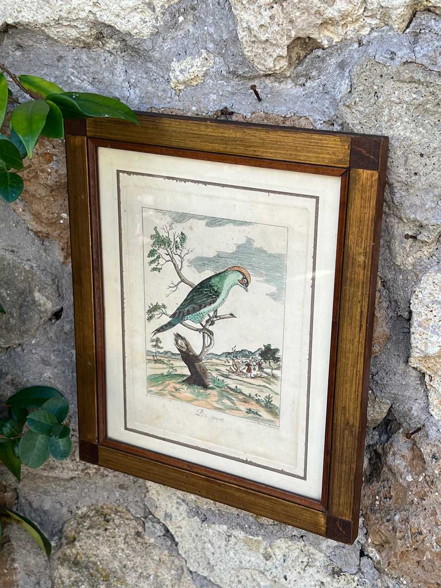 Stampa antica raffigurante un picchio con cornice in legno su fondo rustico