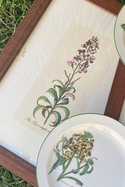 Stampa botanica vintage