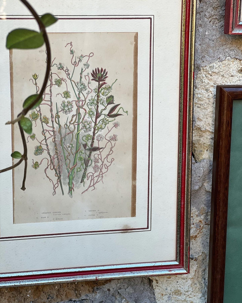 Stampa botanica vintage con cornice in legno bordeaux.