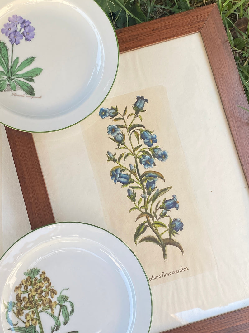 Stampa botanica vintage