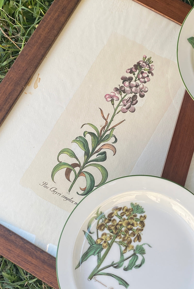 Stampa botanica vintage