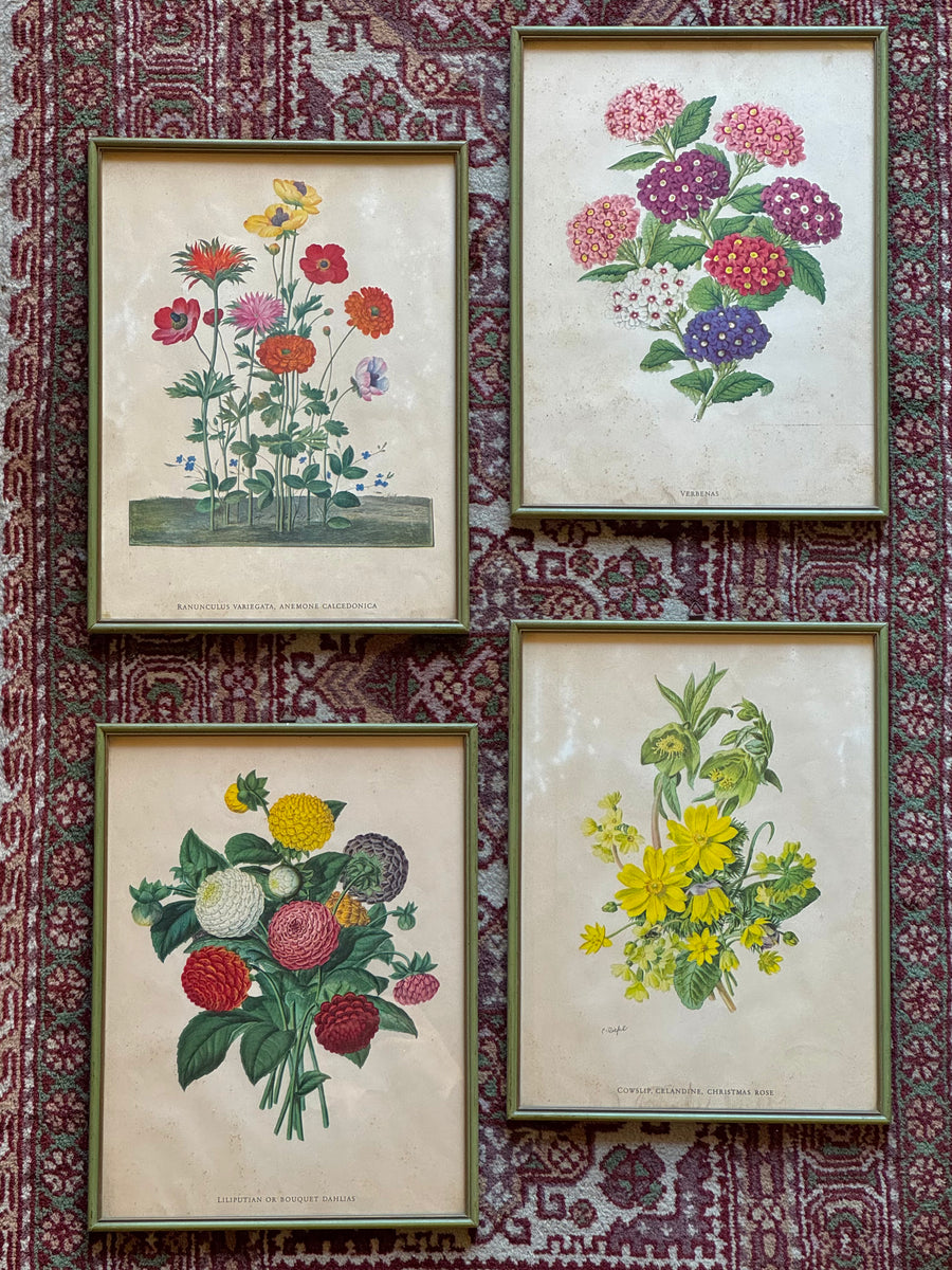 stampe botaniche inglesi incorniciate raffiguranti fiori e piante ornamentali con cornici verde salvia