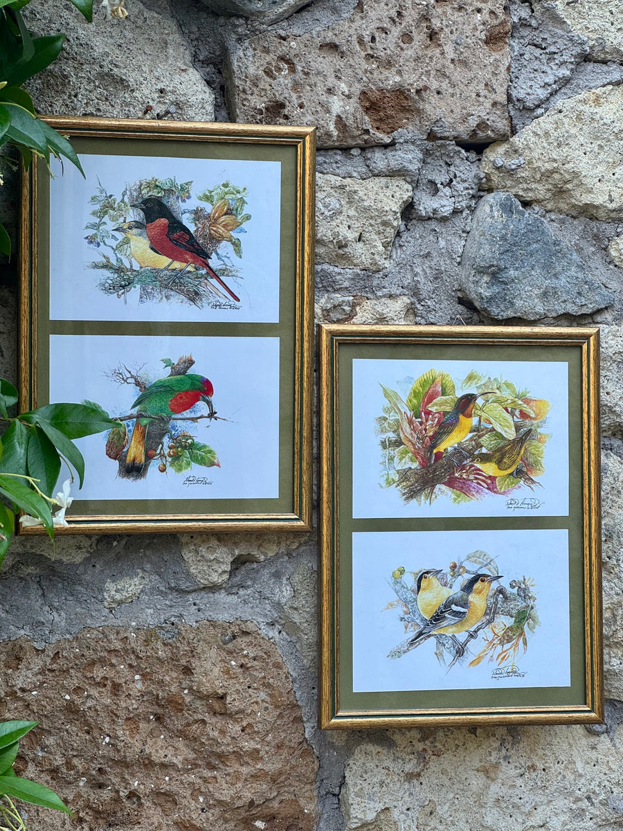 Stampa decorativa con uccelli tropicali colorati incorniciata in elegante cornice dorata.