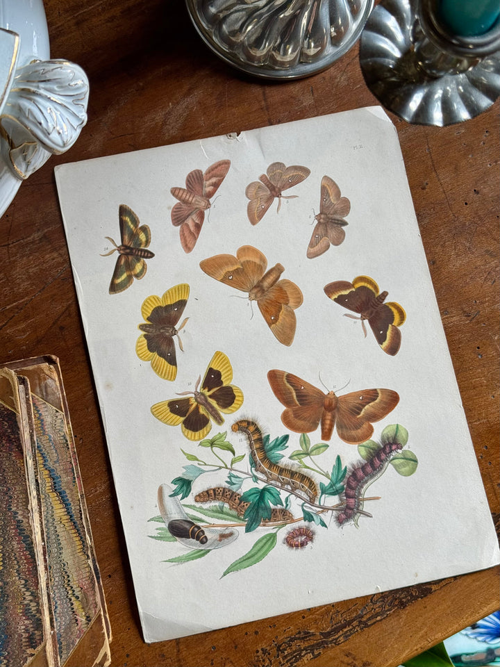 Tavola naturalistica falene e farfalle fine '800