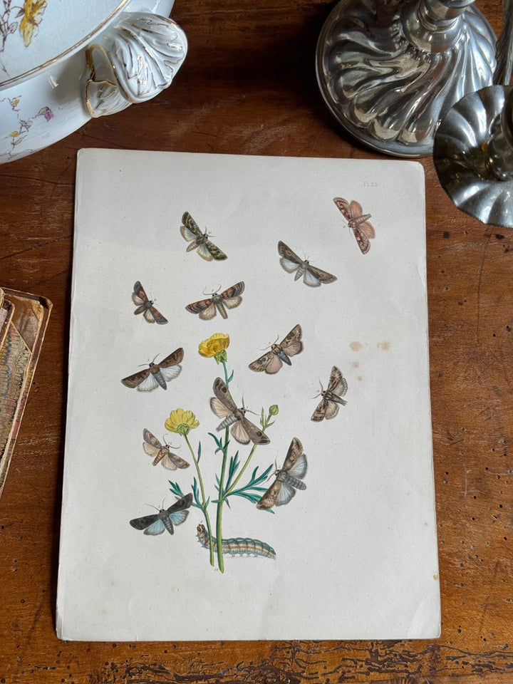 Tavola naturalistica falene e farfalle fine '800