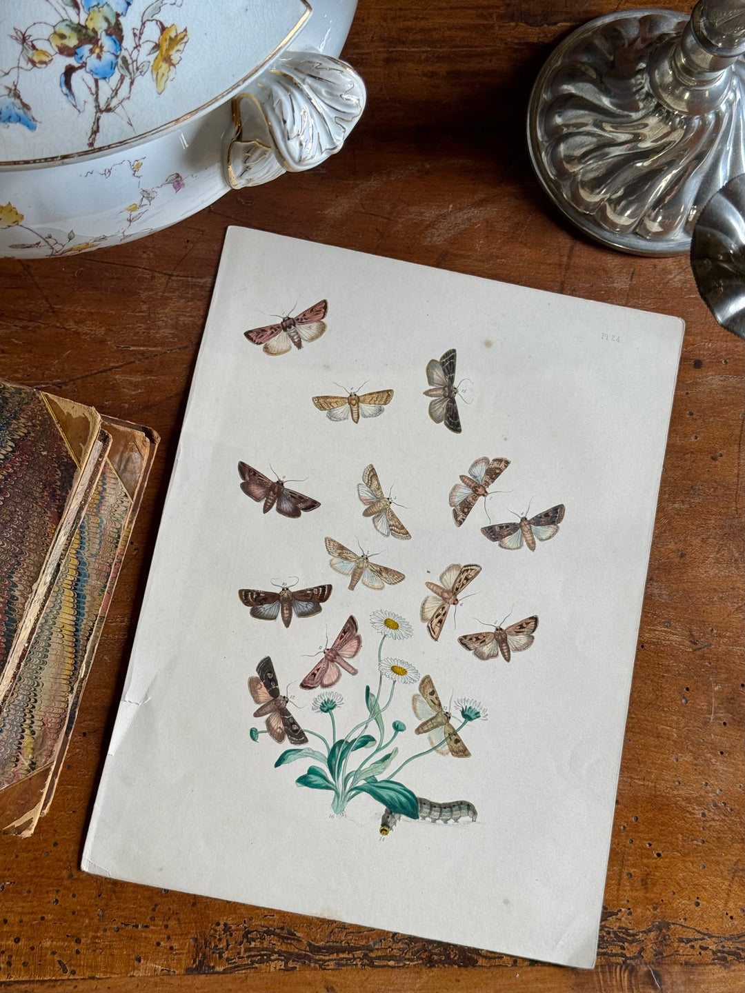 Tavola naturalistica falene e farfalle fine '800