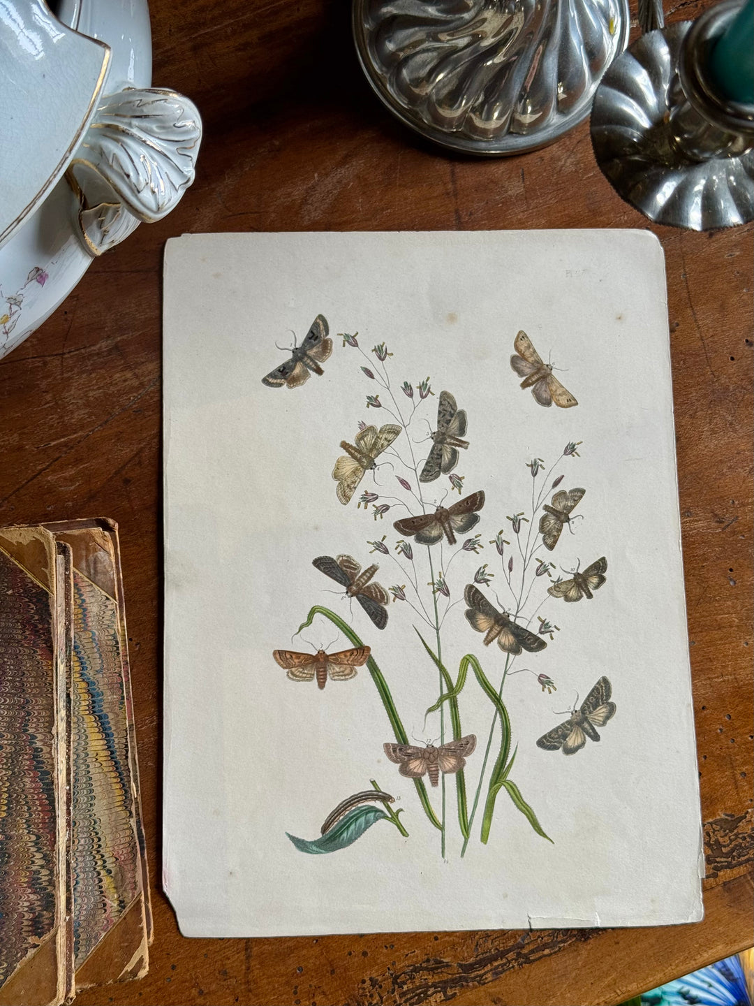 Tavola naturalistica falene e farfalle fine '800