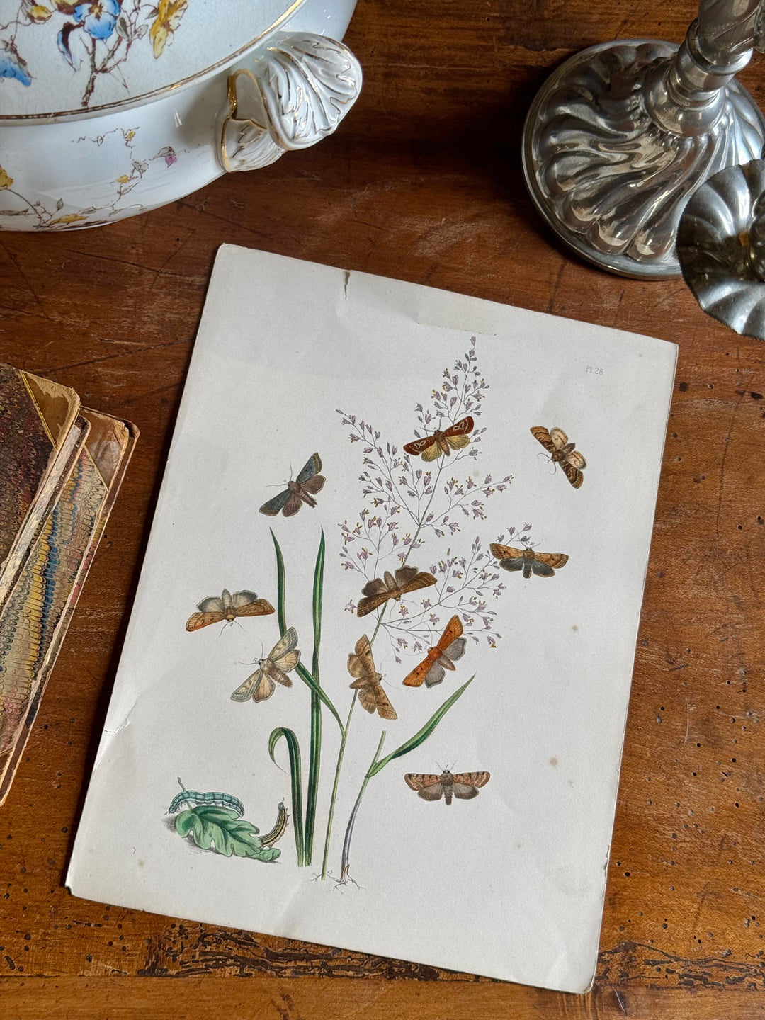 Tavola naturalistica falene e farfalle fine '800