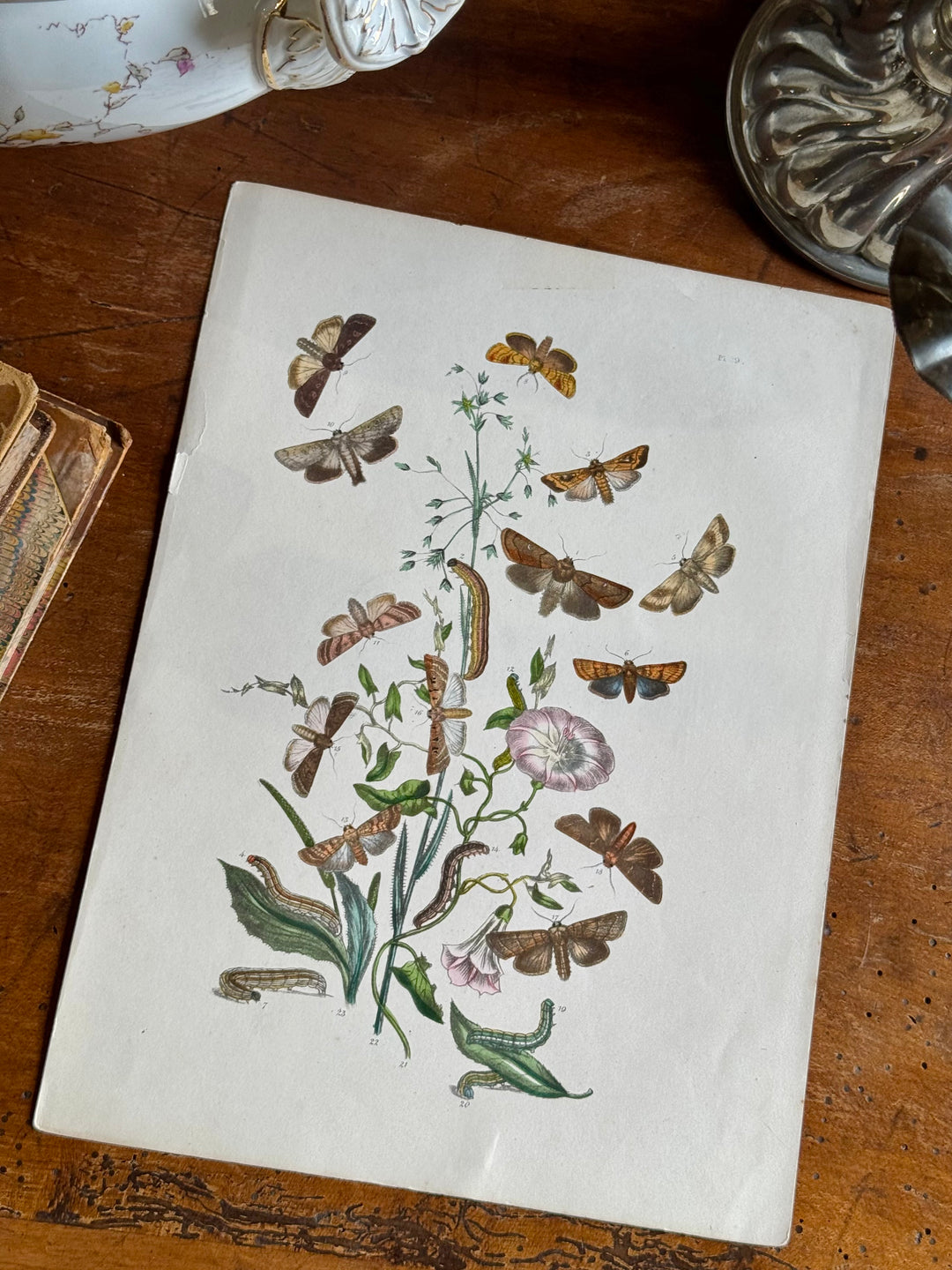 Tavola naturalistica falene e farfalle fine '800