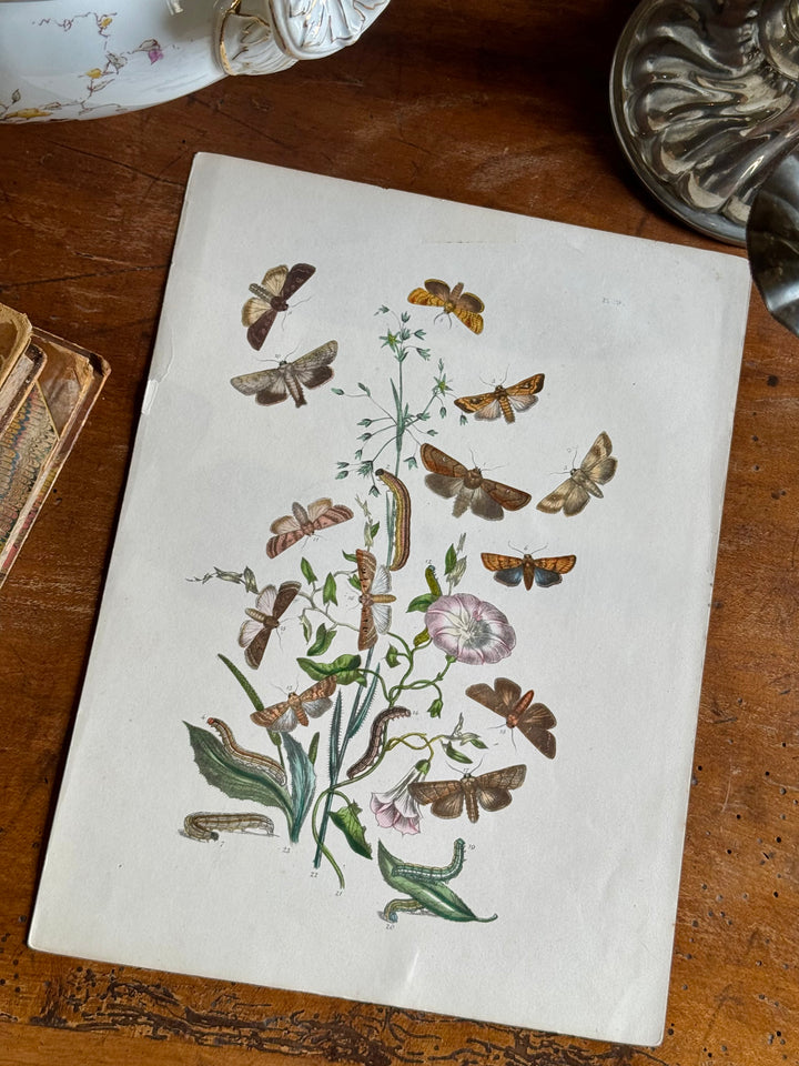 Tavola naturalistica falene e farfalle fine '800