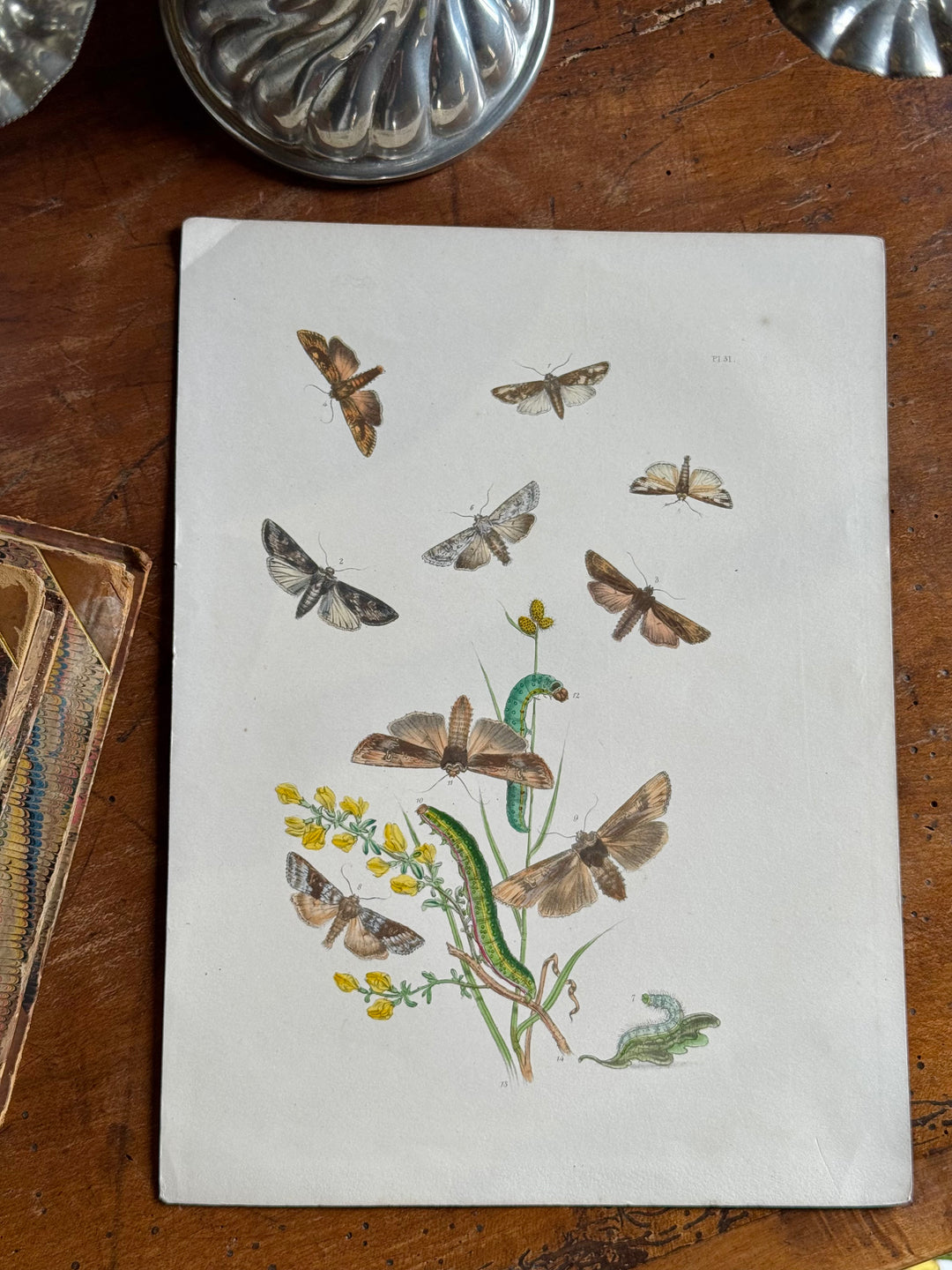 Tavola naturalistica falene e farfalle fine '800