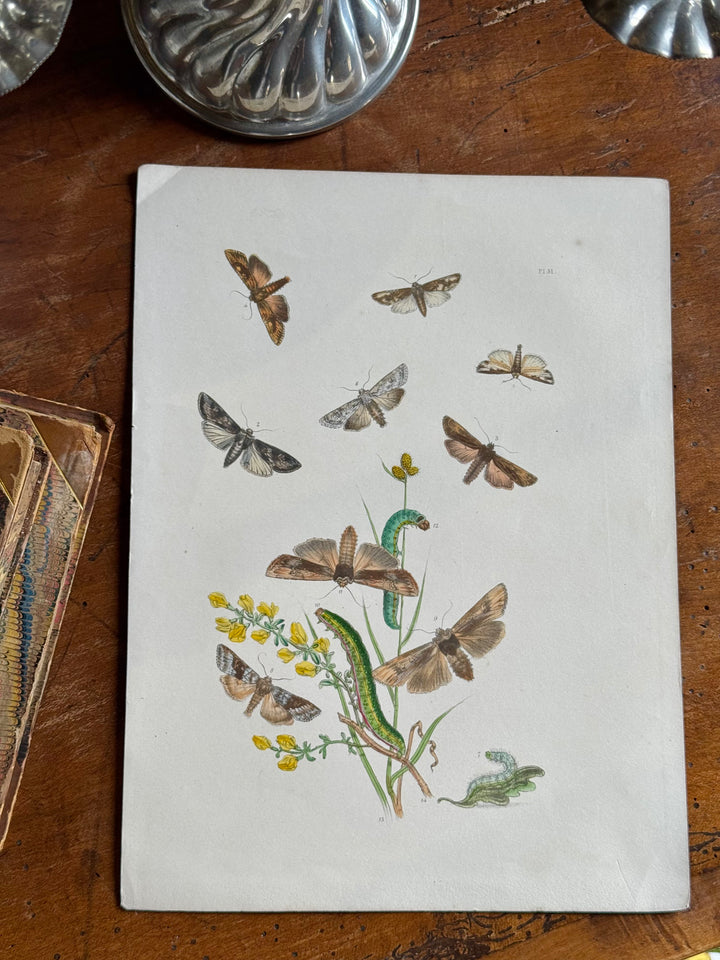 Tavola naturalistica falene e farfalle fine '800