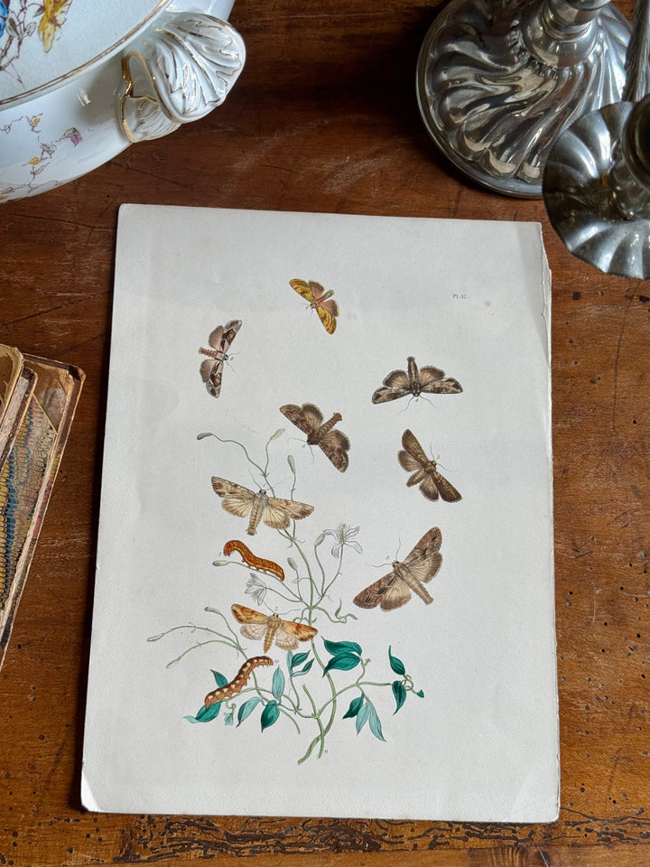Tavola naturalistica falene e farfalle fine '800