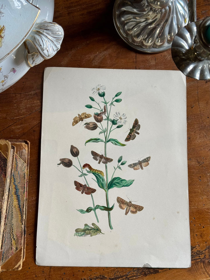 Tavola naturalistica falene e farfalle fine '800