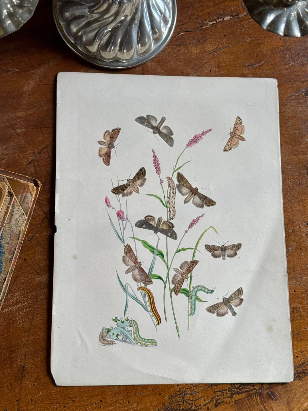 Tavola naturalistica falene e farfalle fine '800