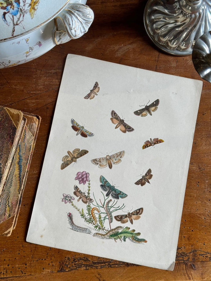 Tavola naturalistica falene e farfalle fine '800