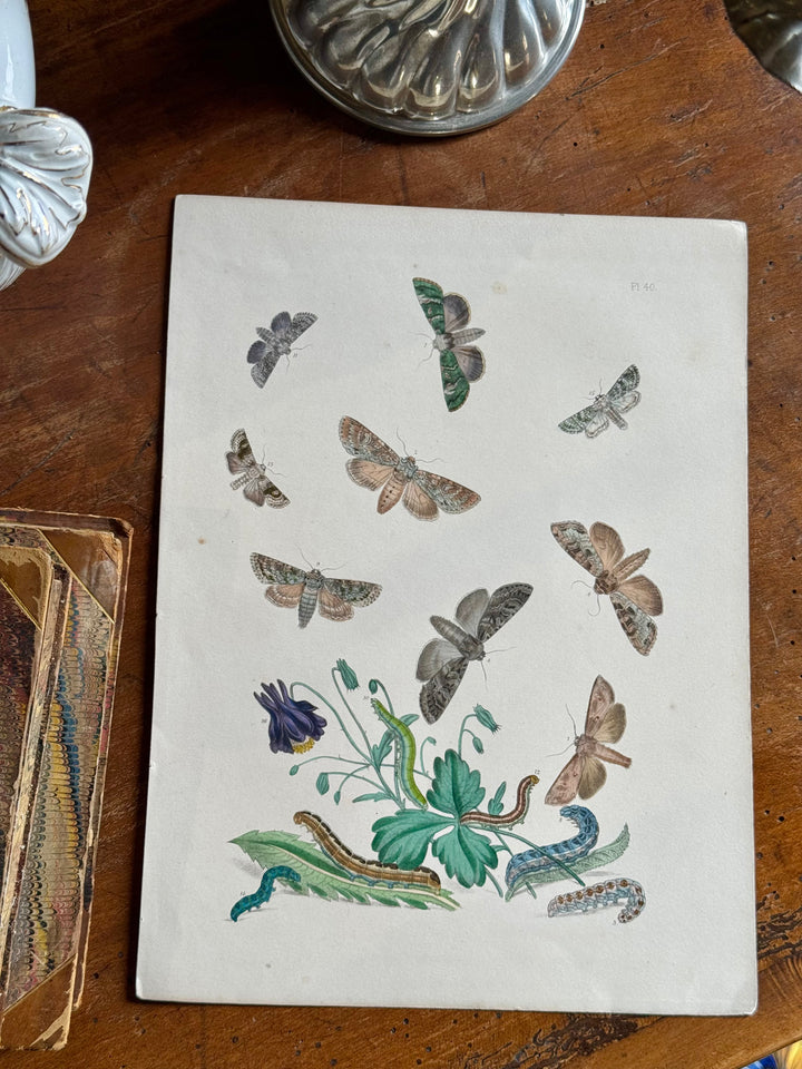 Tavola naturalistica falene e farfalle fine '800