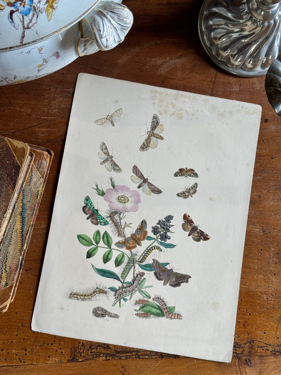 Tavola naturalistica falene e farfalle fine '800