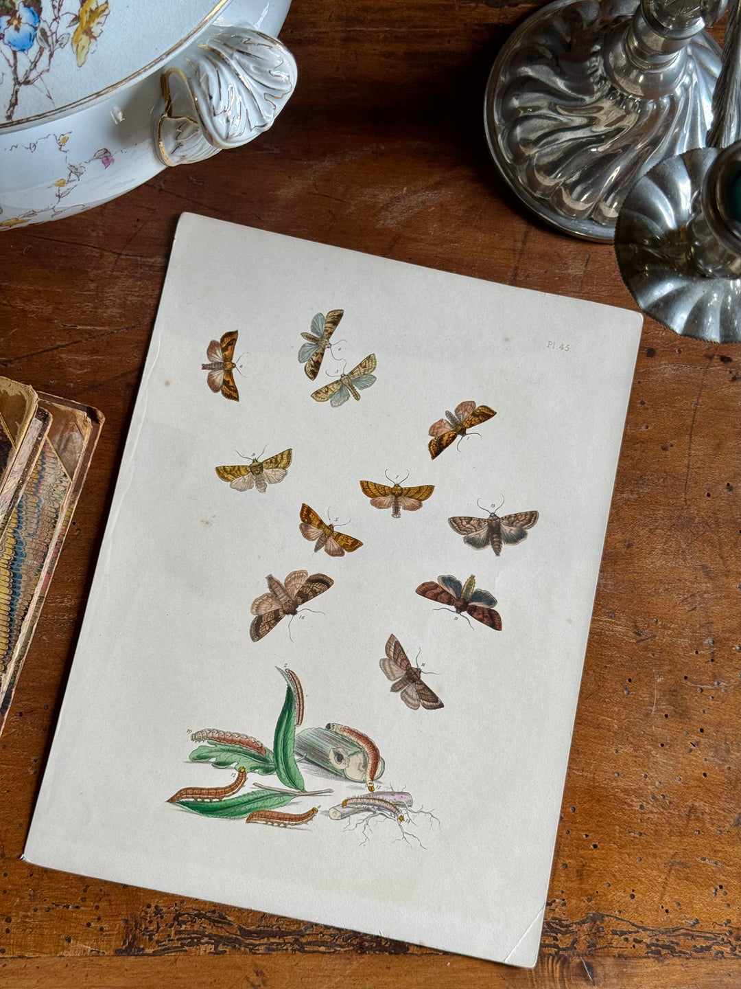 Tavola naturalistica falene e farfalle fine '800