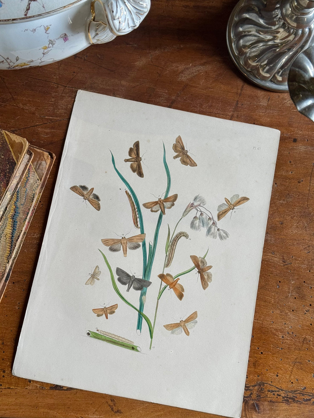 Tavola naturalistica falene e farfalle fine '800