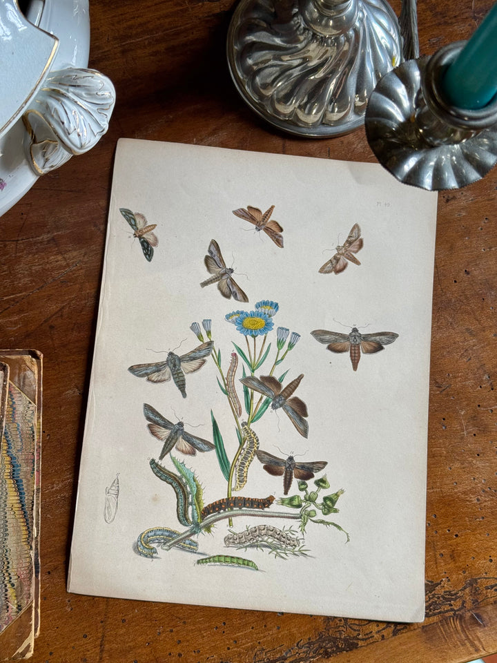 Tavola naturalistica falene e farfalle fine '800