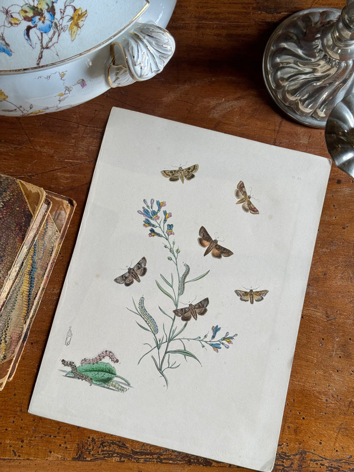 Tavola naturalistica falene e farfalle fine '800