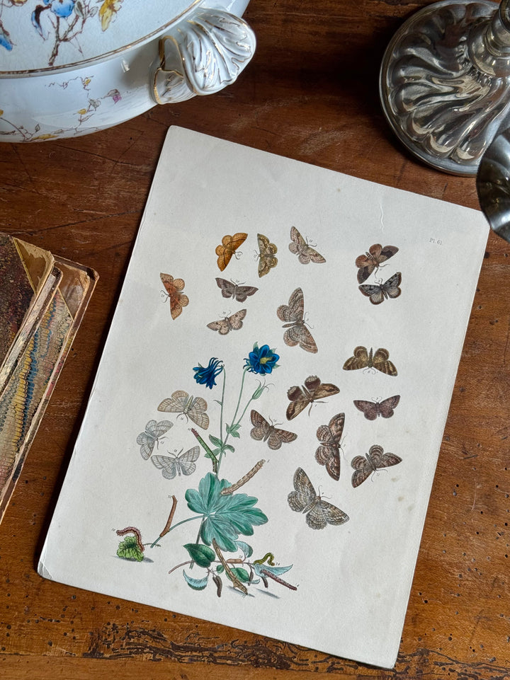 Tavola naturalistica falene e farfalle fine '800