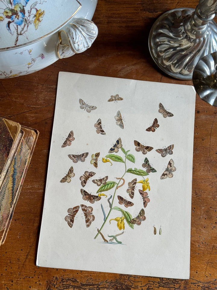 Tavola naturalistica falene e farfalle fine '800