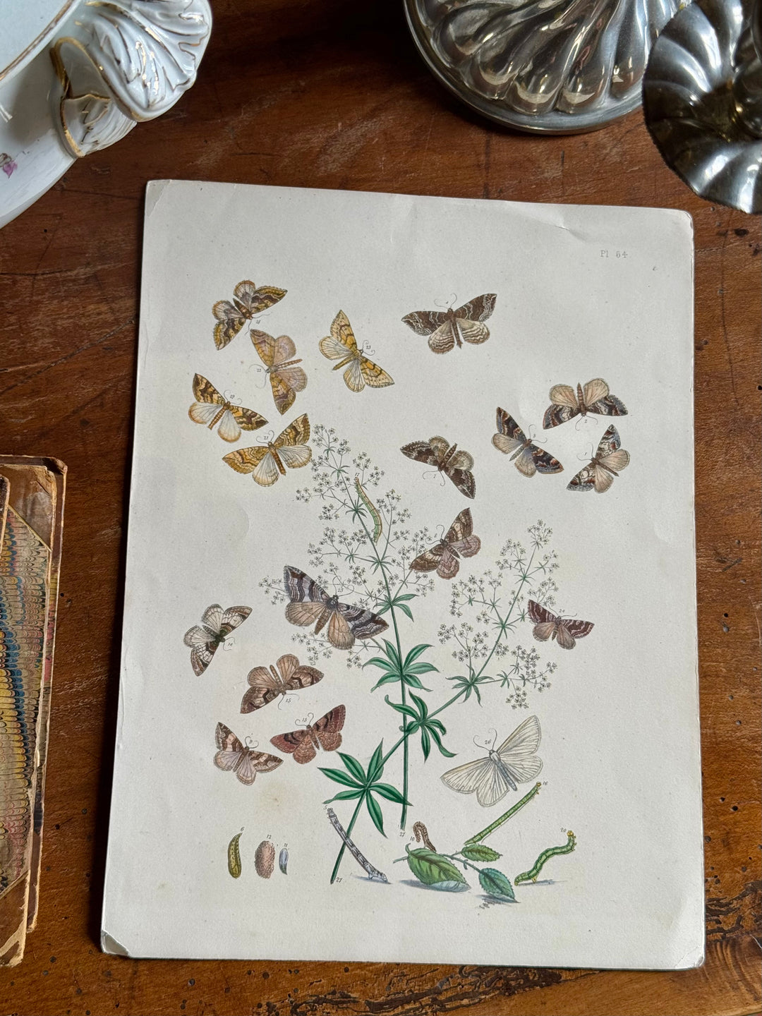 Tavola naturalistica falene e farfalle fine '800