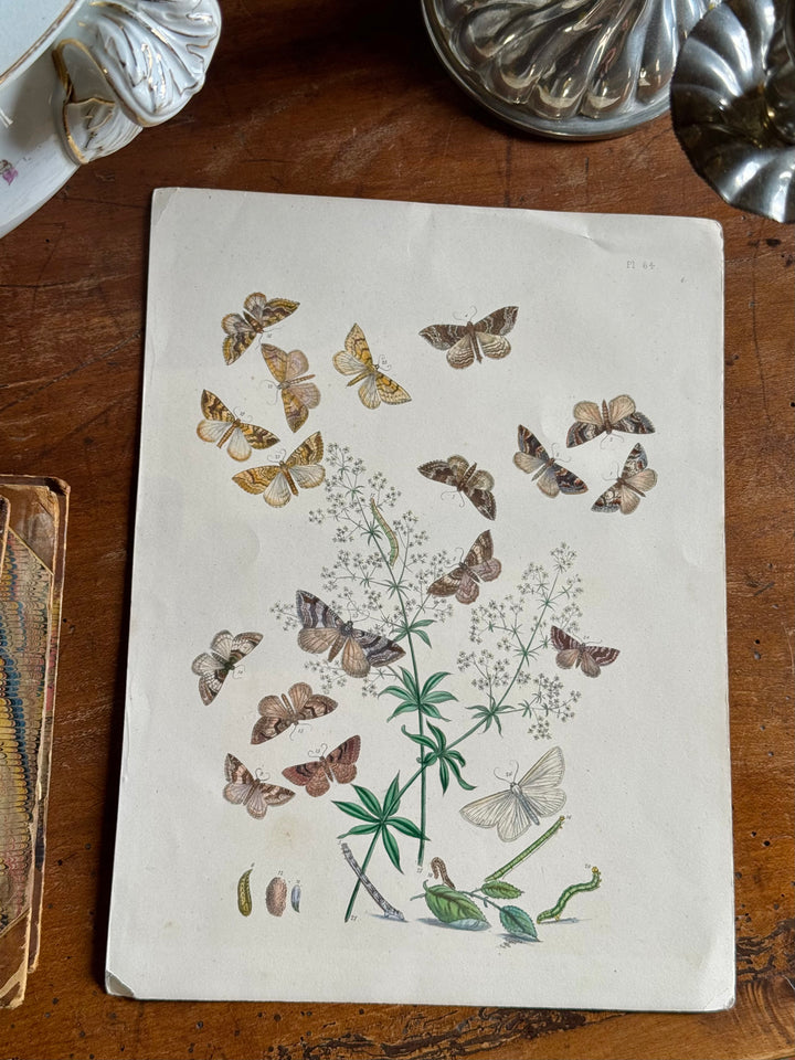 Tavola naturalistica falene e farfalle fine '800