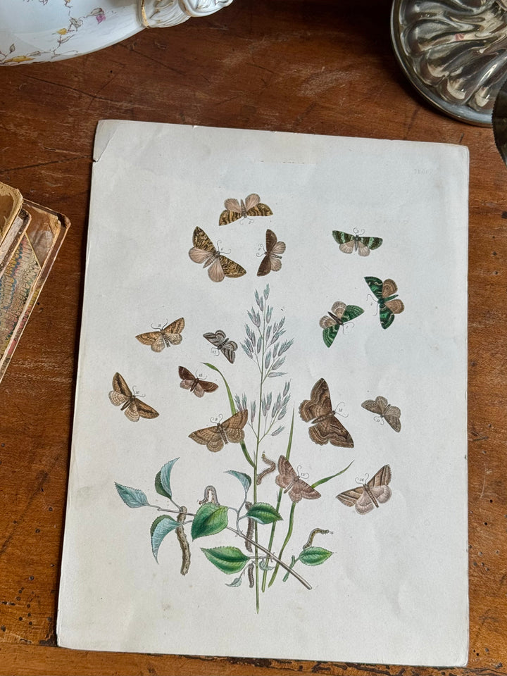 Tavola naturalistica falene e farfalle fine '800