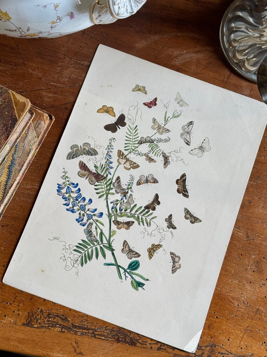 Tavola naturalistica falene e farfalle fine '800