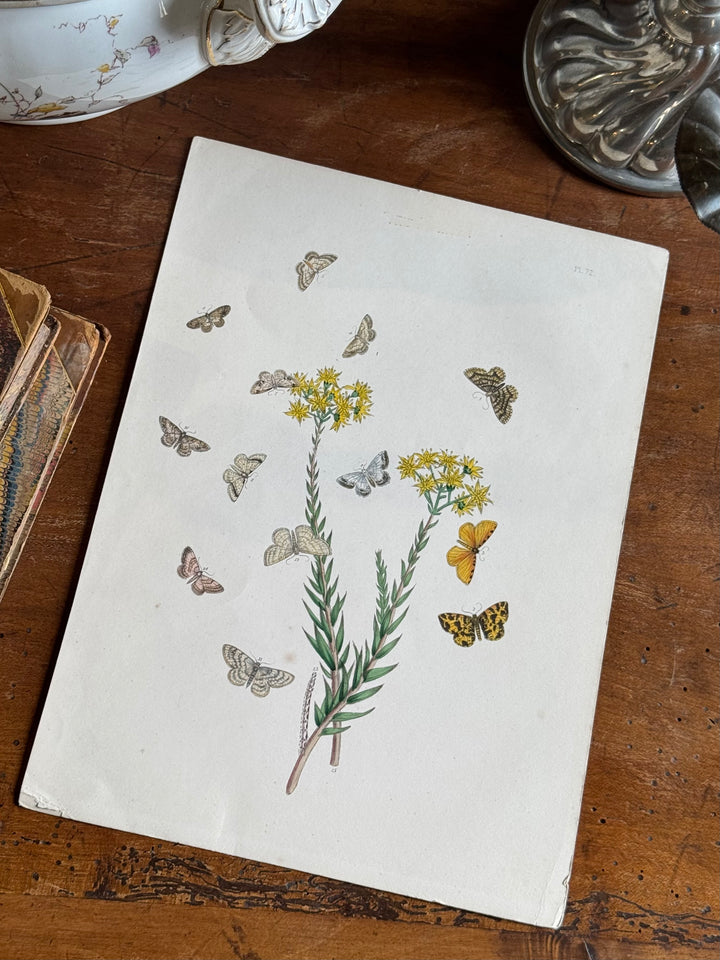 Tavola naturalistica falene e farfalle fine '800