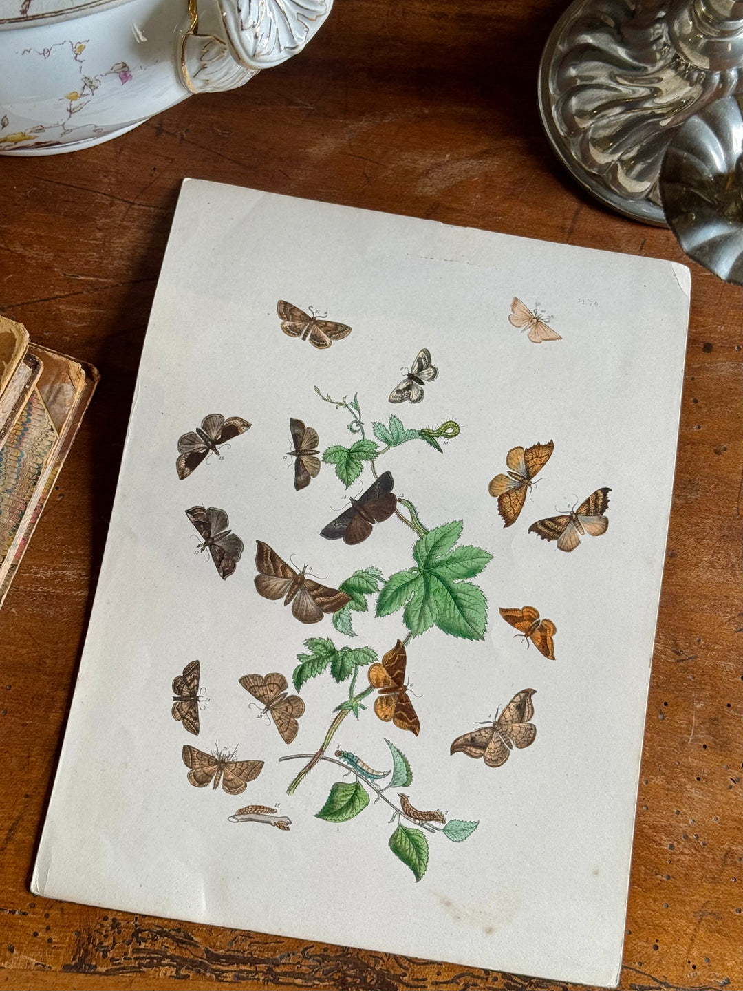 Tavola naturalistica falene e farfalle fine '800