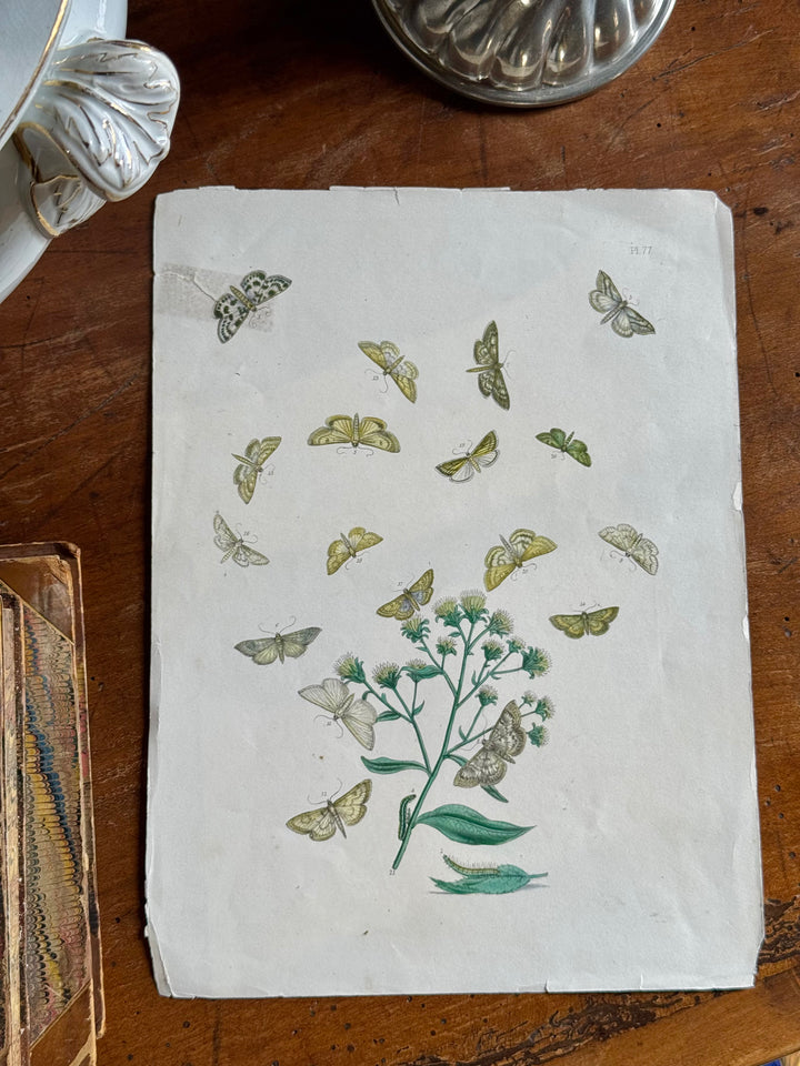 Tavola naturalistica falene e farfalle fine '800