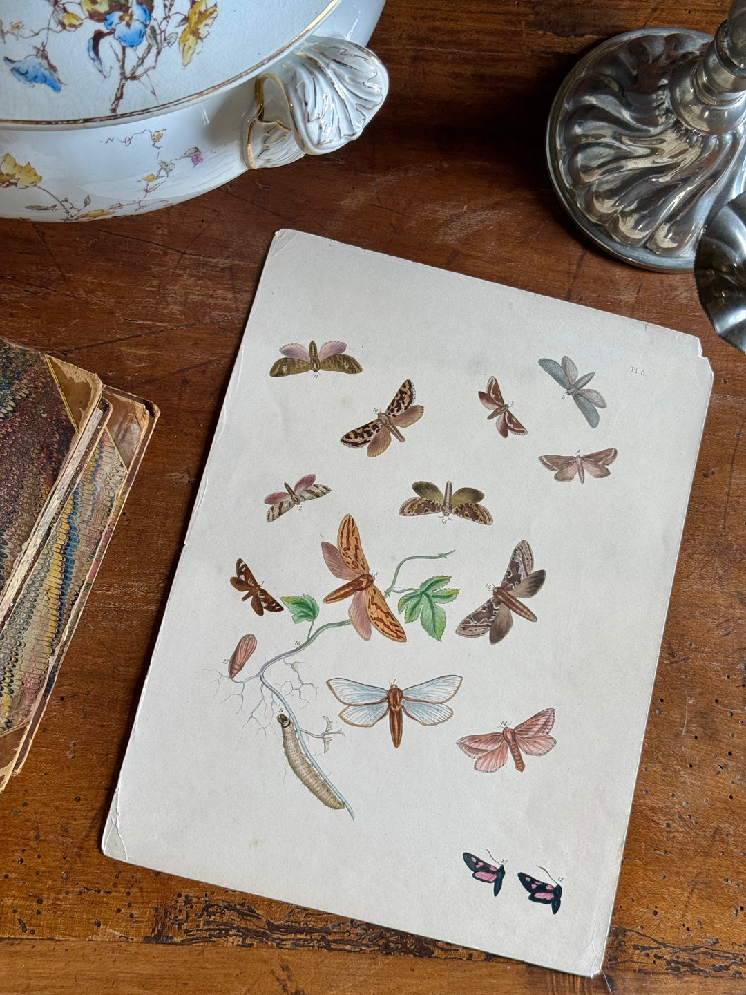 Tavola naturalistica falene e farfalle fine '800