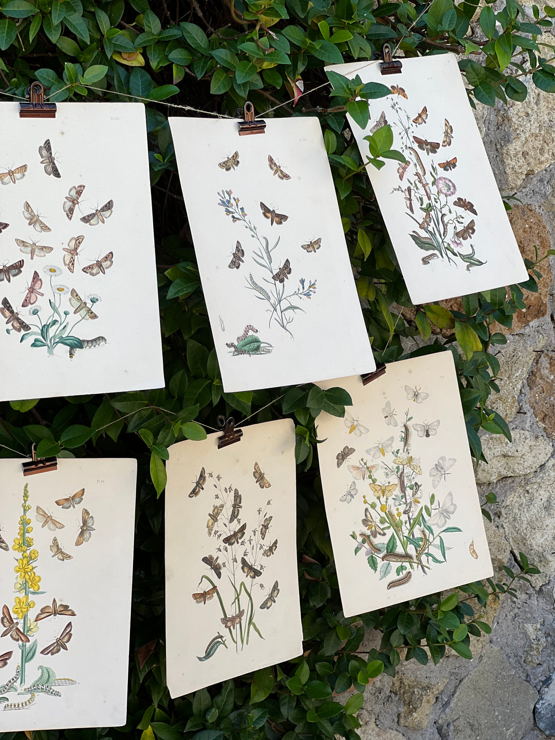 Tavola naturalistica di fine Ottocento con falene, farfalle e bruchi illustrati a colori